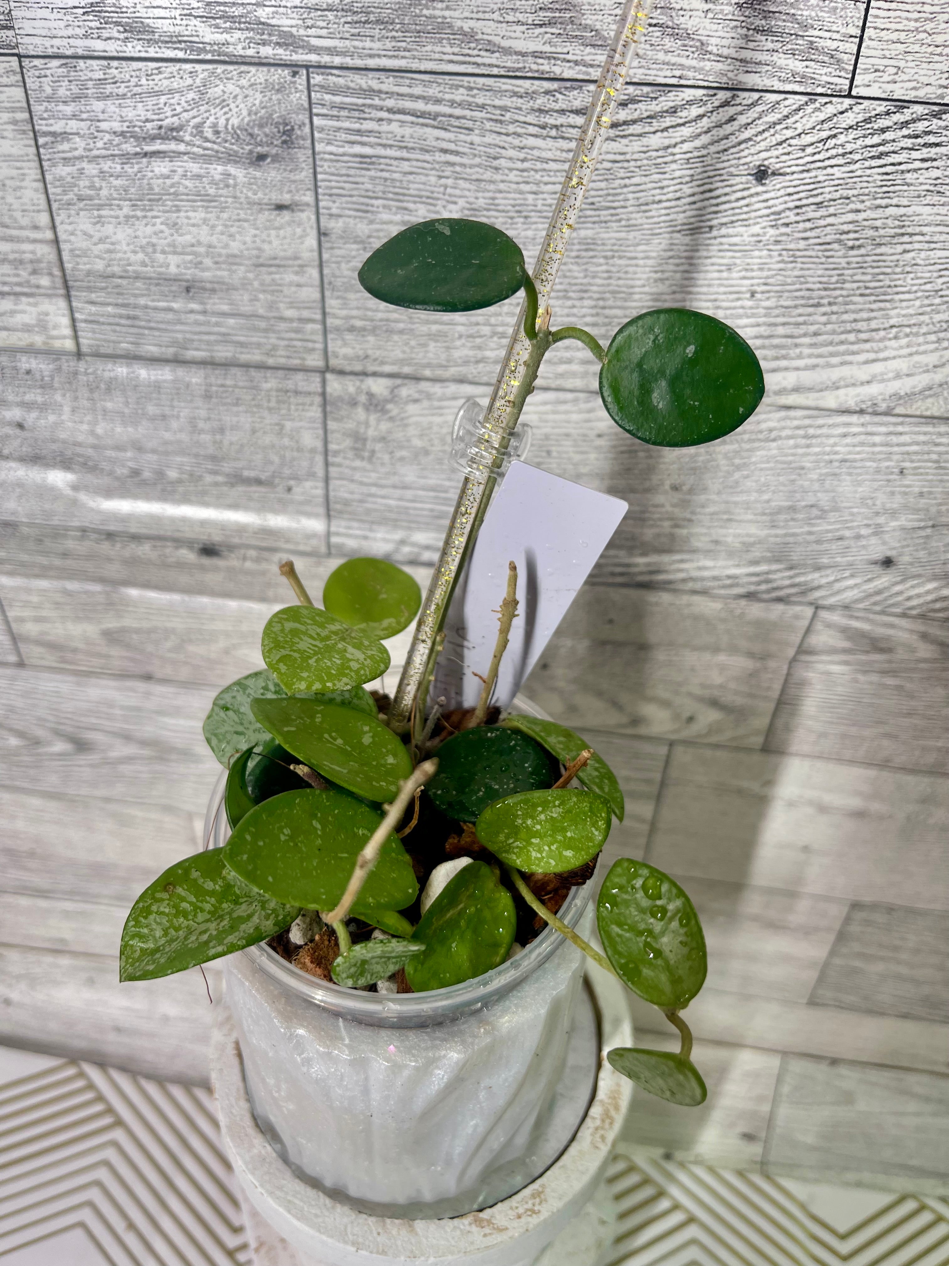 Hoya Mathilde Splash