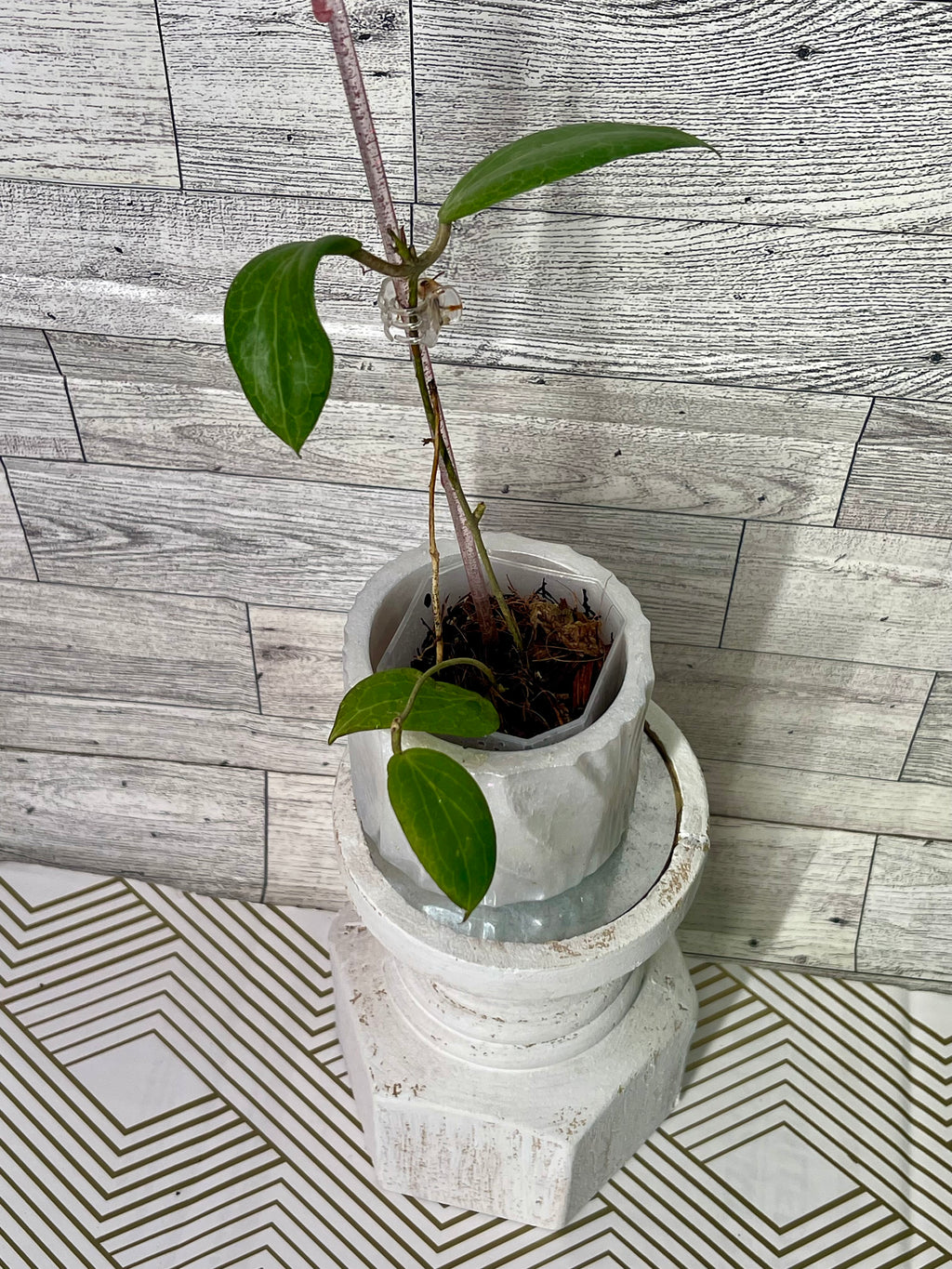 2” Hoya fitchii (orange)