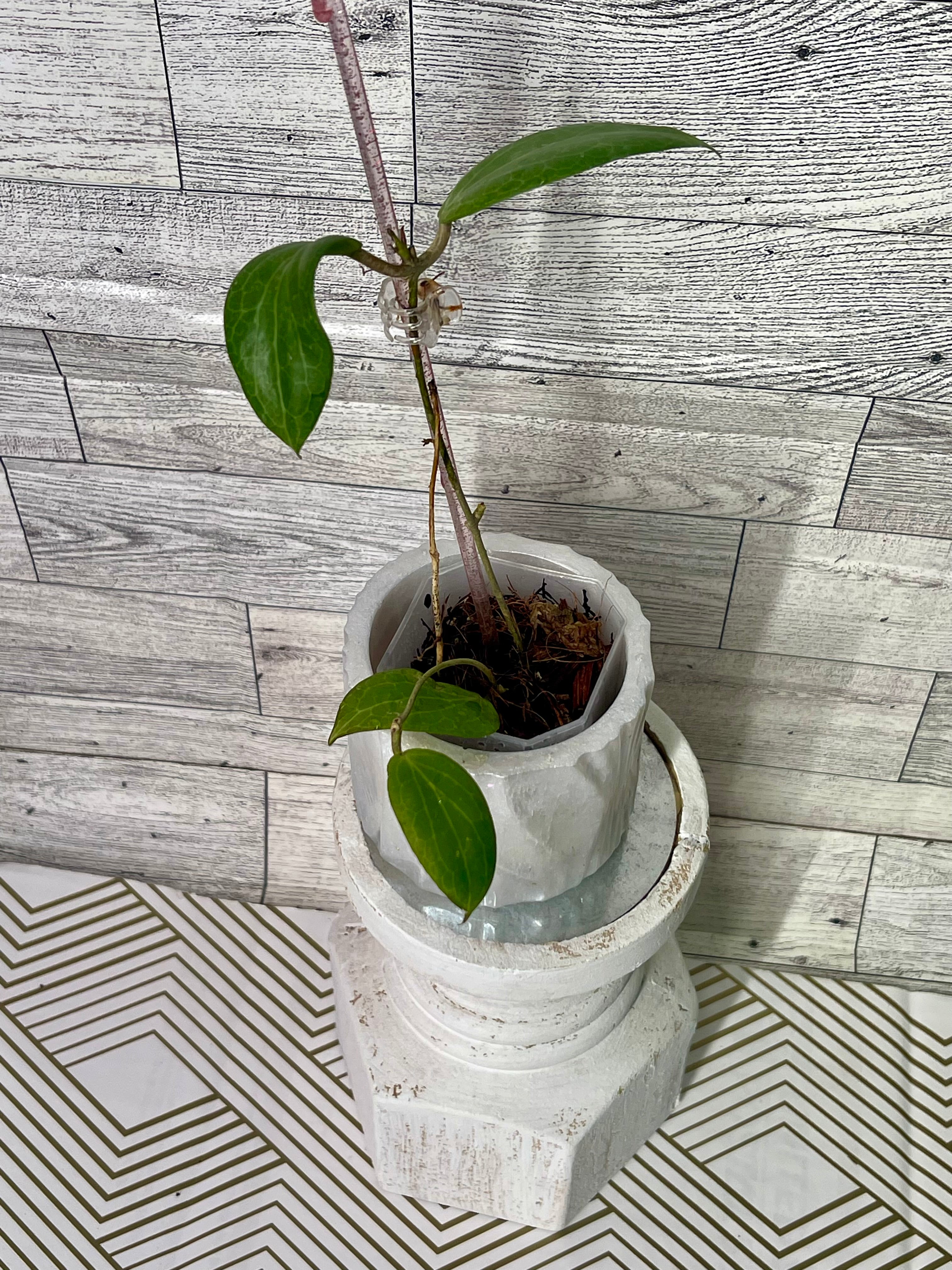 2” Hoya fitchii (orange)
