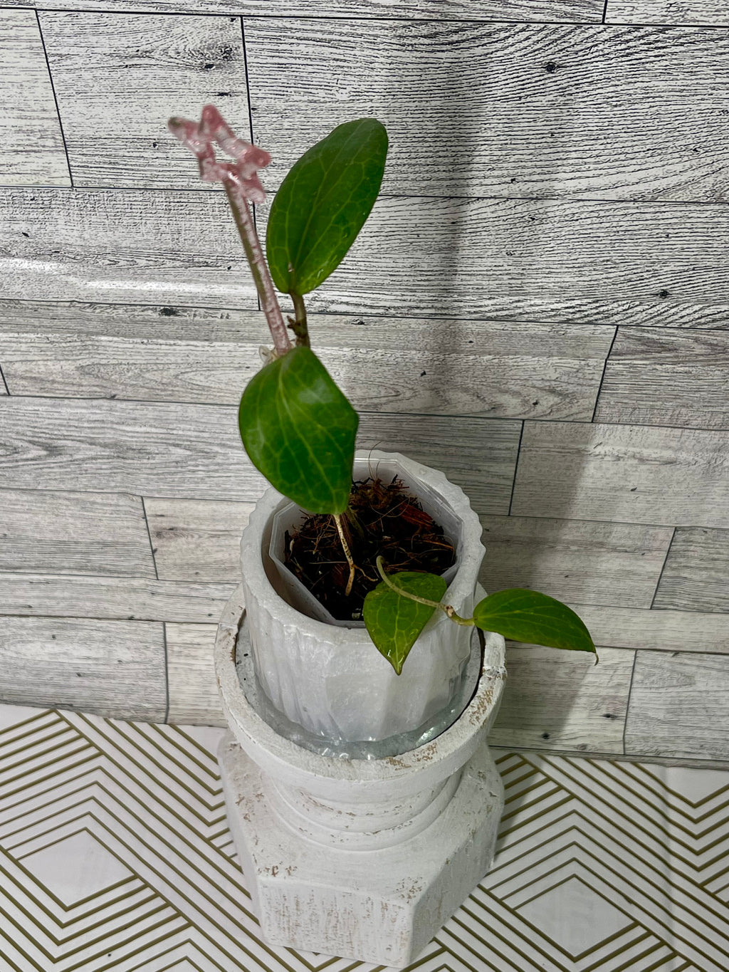 2” Hoya fitchii (orange)