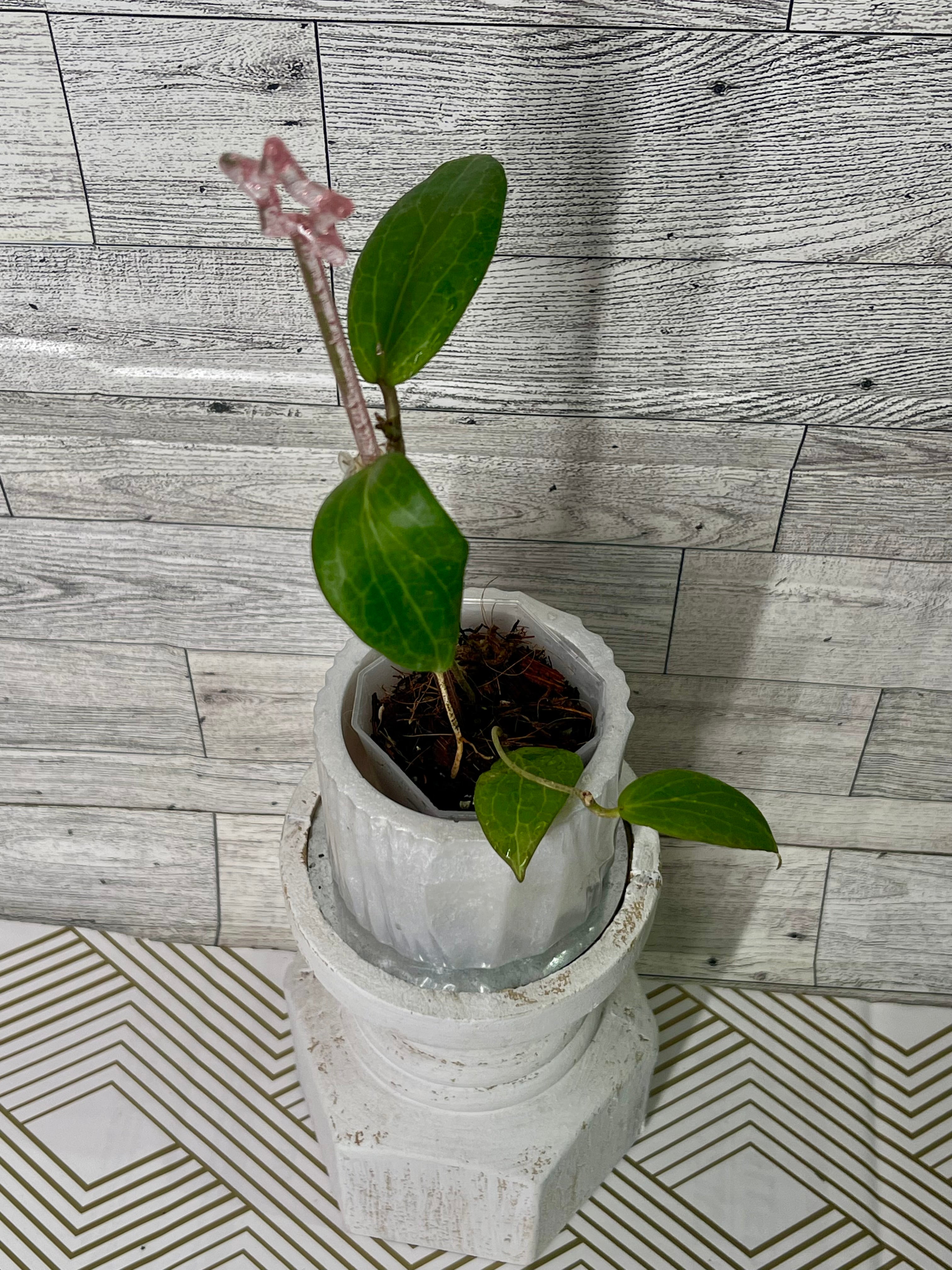 2” Hoya fitchii (orange)