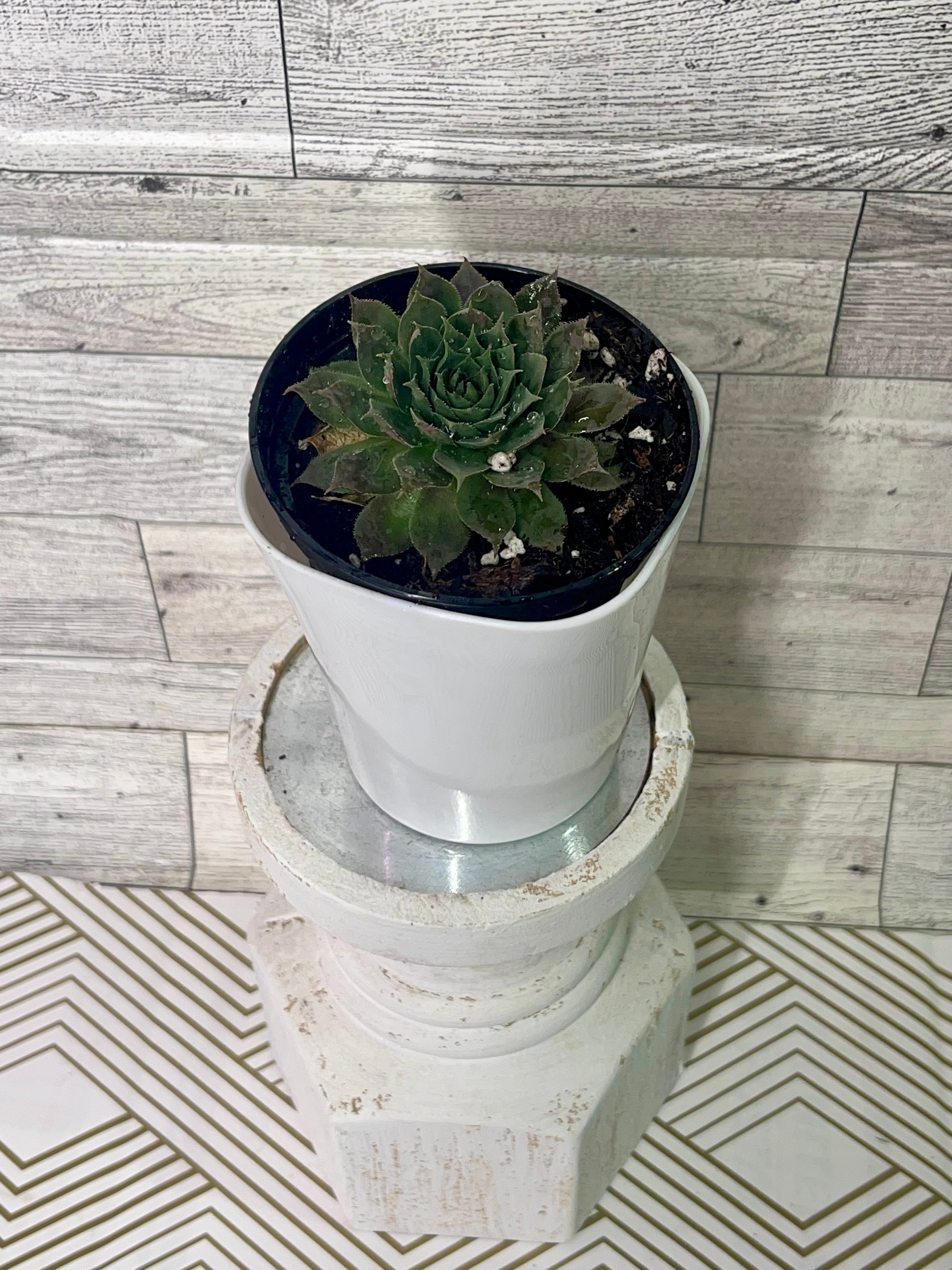Sempervivum Mahogany 'Hen and Chicks' Succulents
