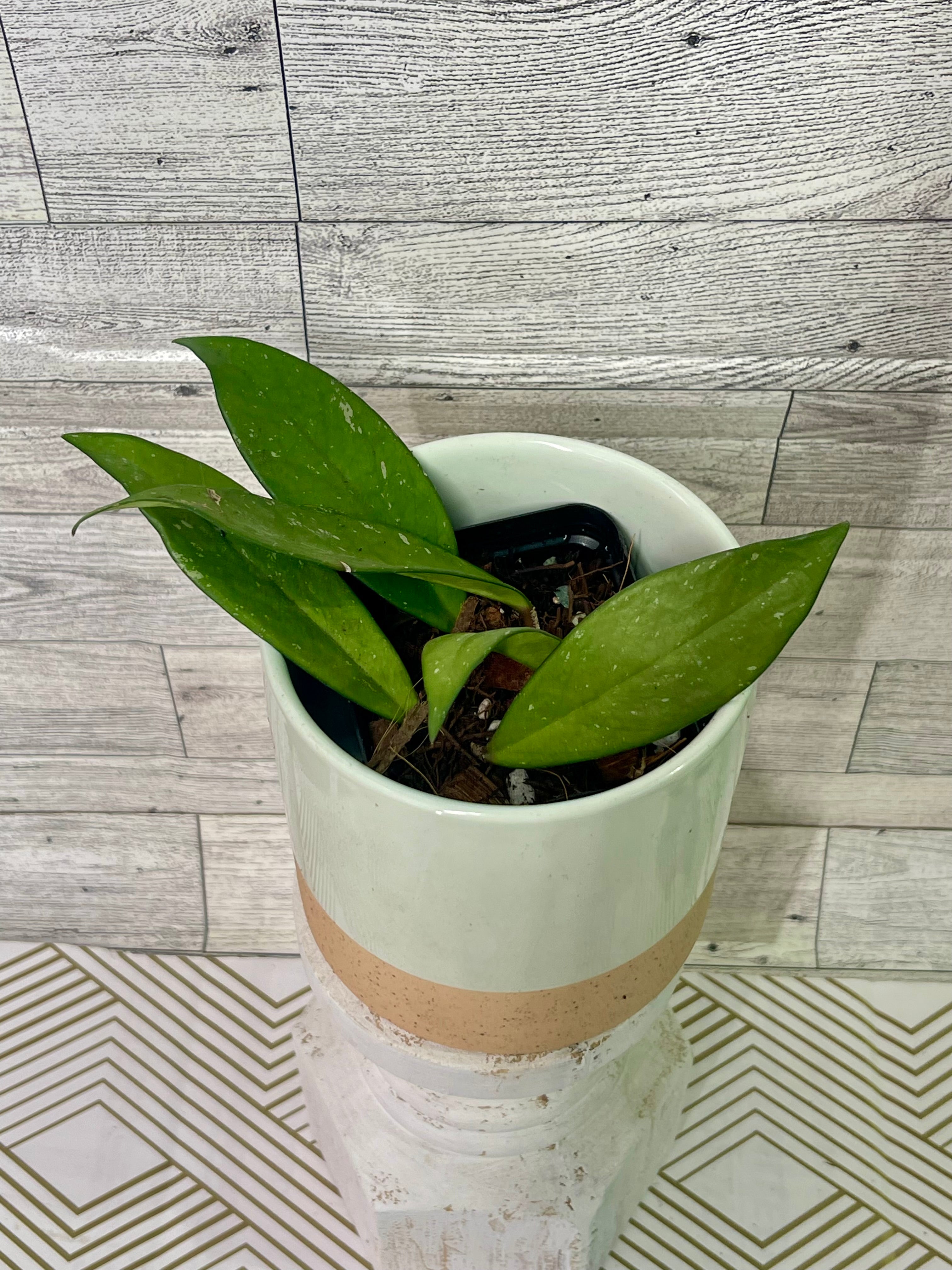 Hoya Pubicalyx