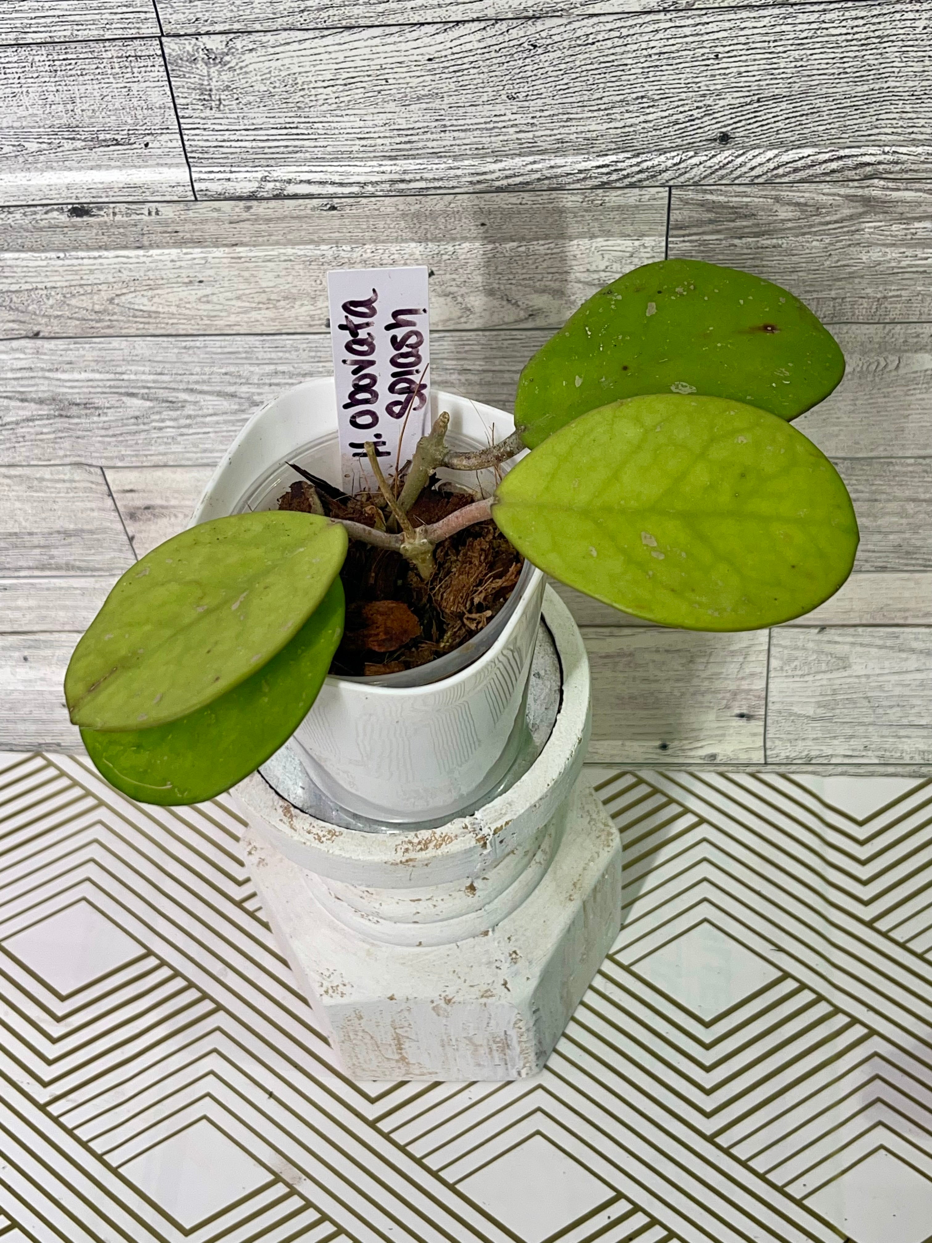 Hoya Obovata Splash