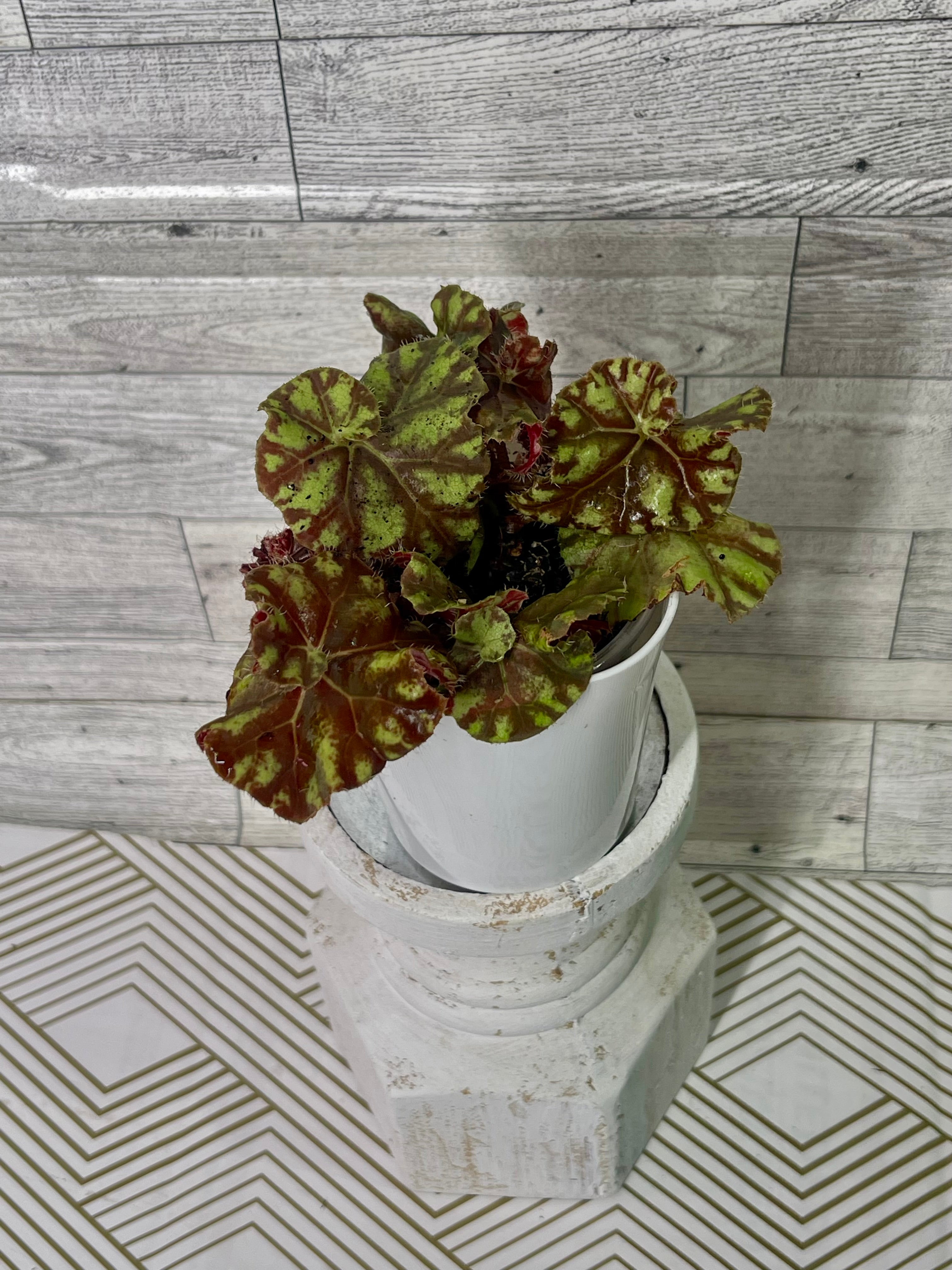 Begonia Mauritius (Begonia Tiger Paws)