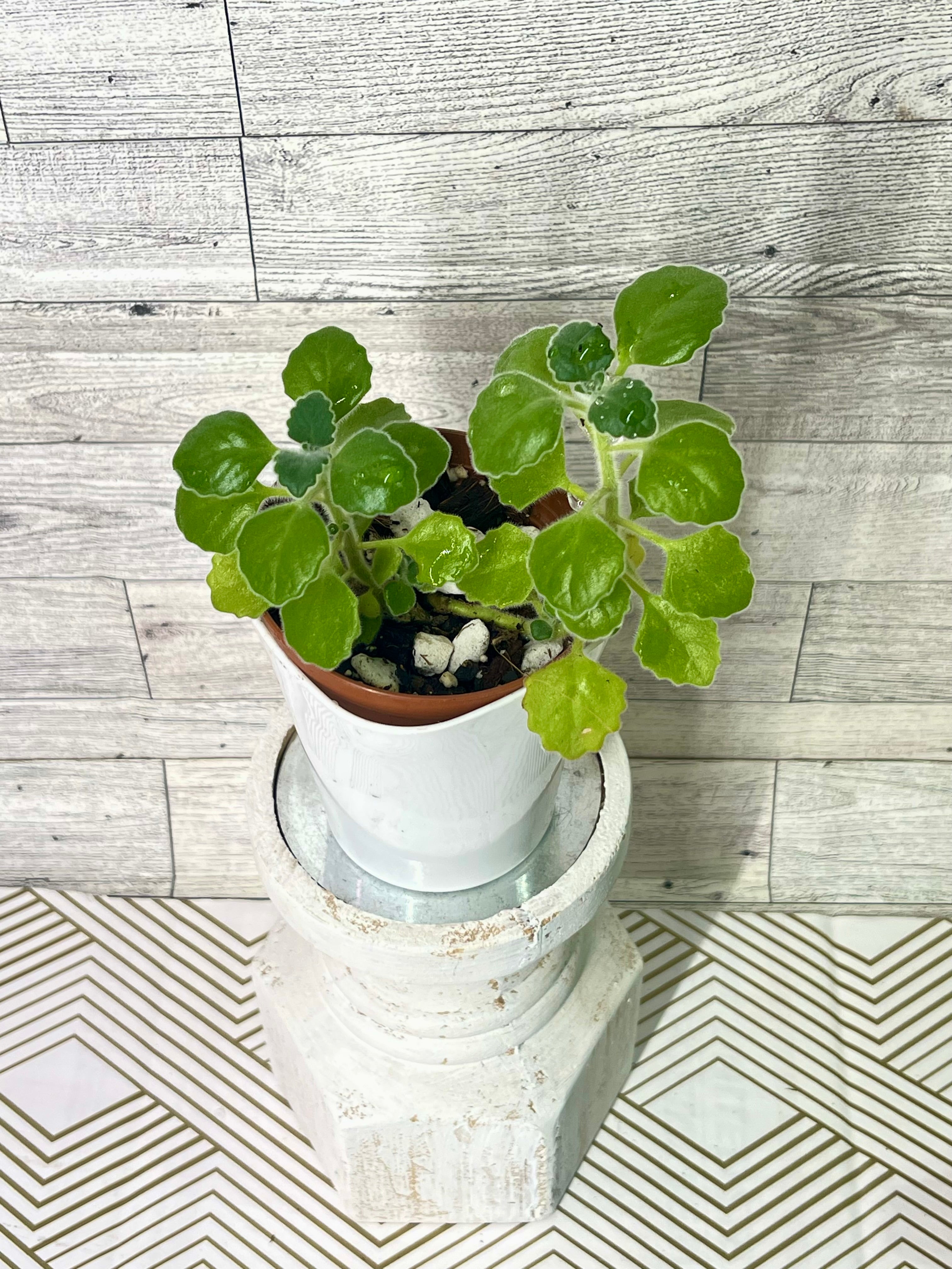 vicks plant indoor *UNCOMMON* Vicks Plant (Plectranthus tomentosa)