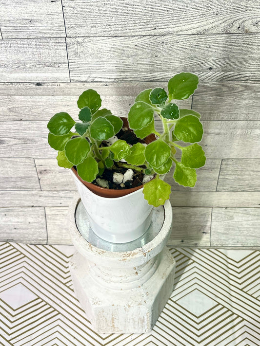 *UNCOMMON* Vicks Plant (Plectranthus tomentosa)