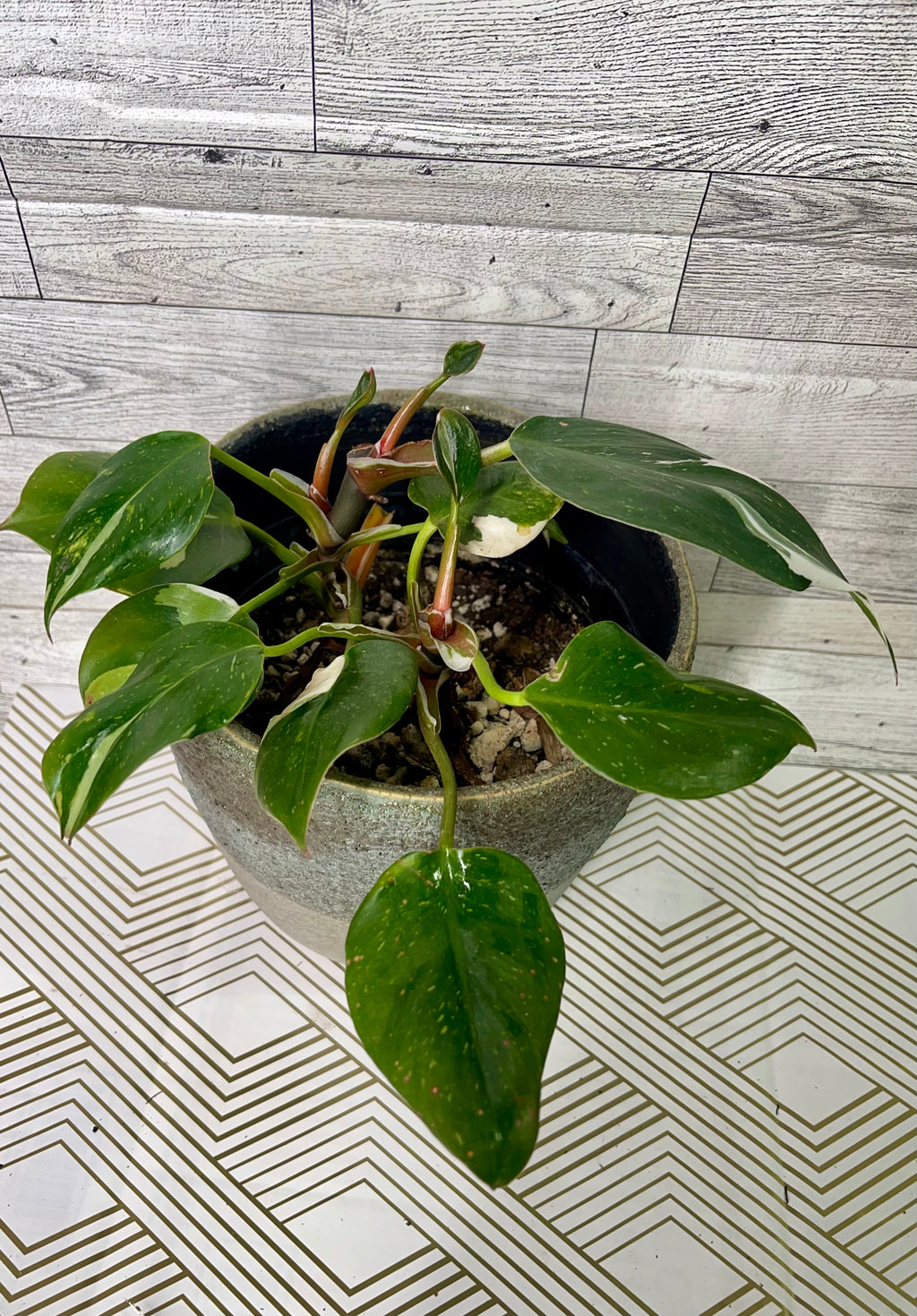 Philodendron White Knight