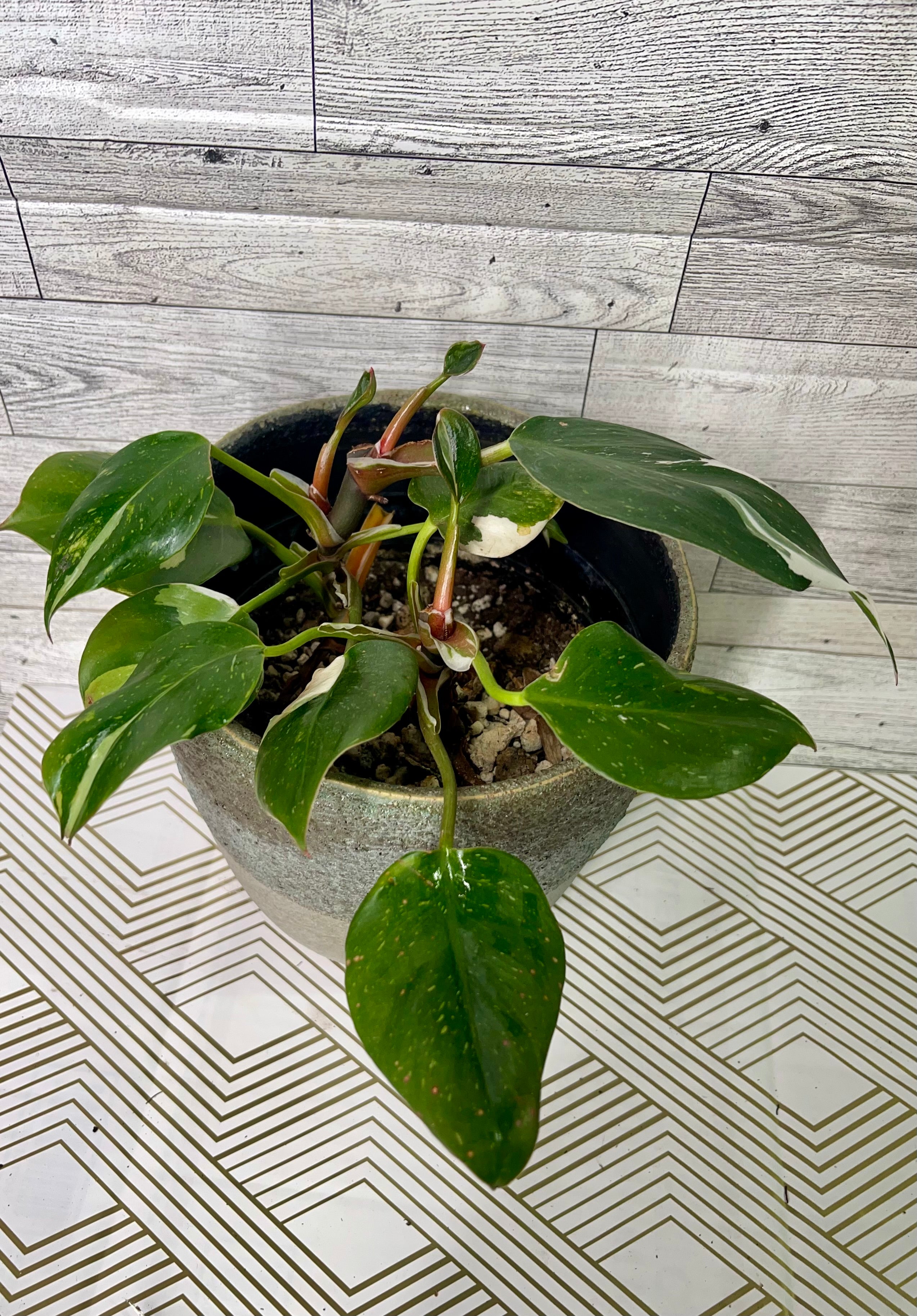 Philodendron White Knight