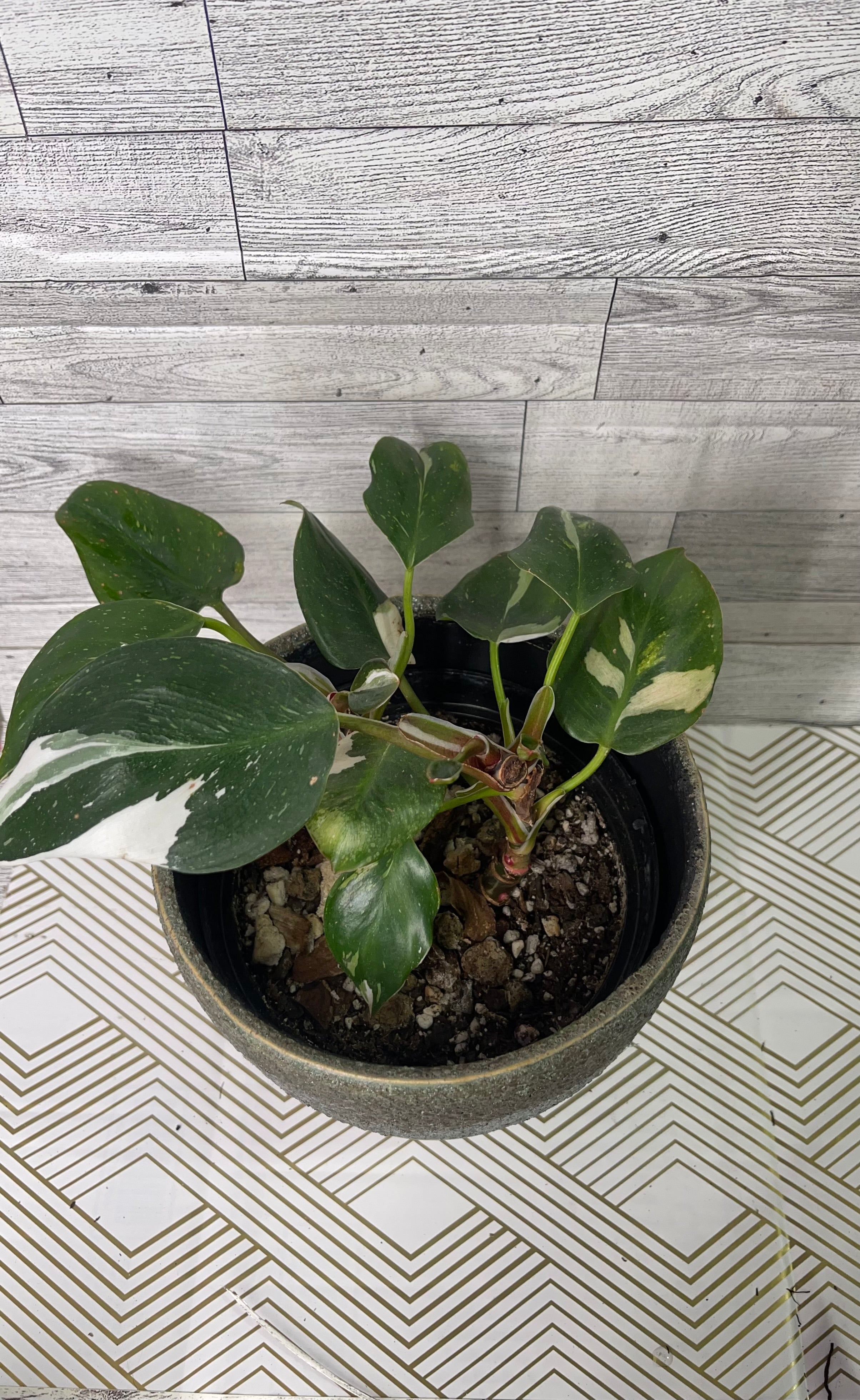 Philodendron White Knight
