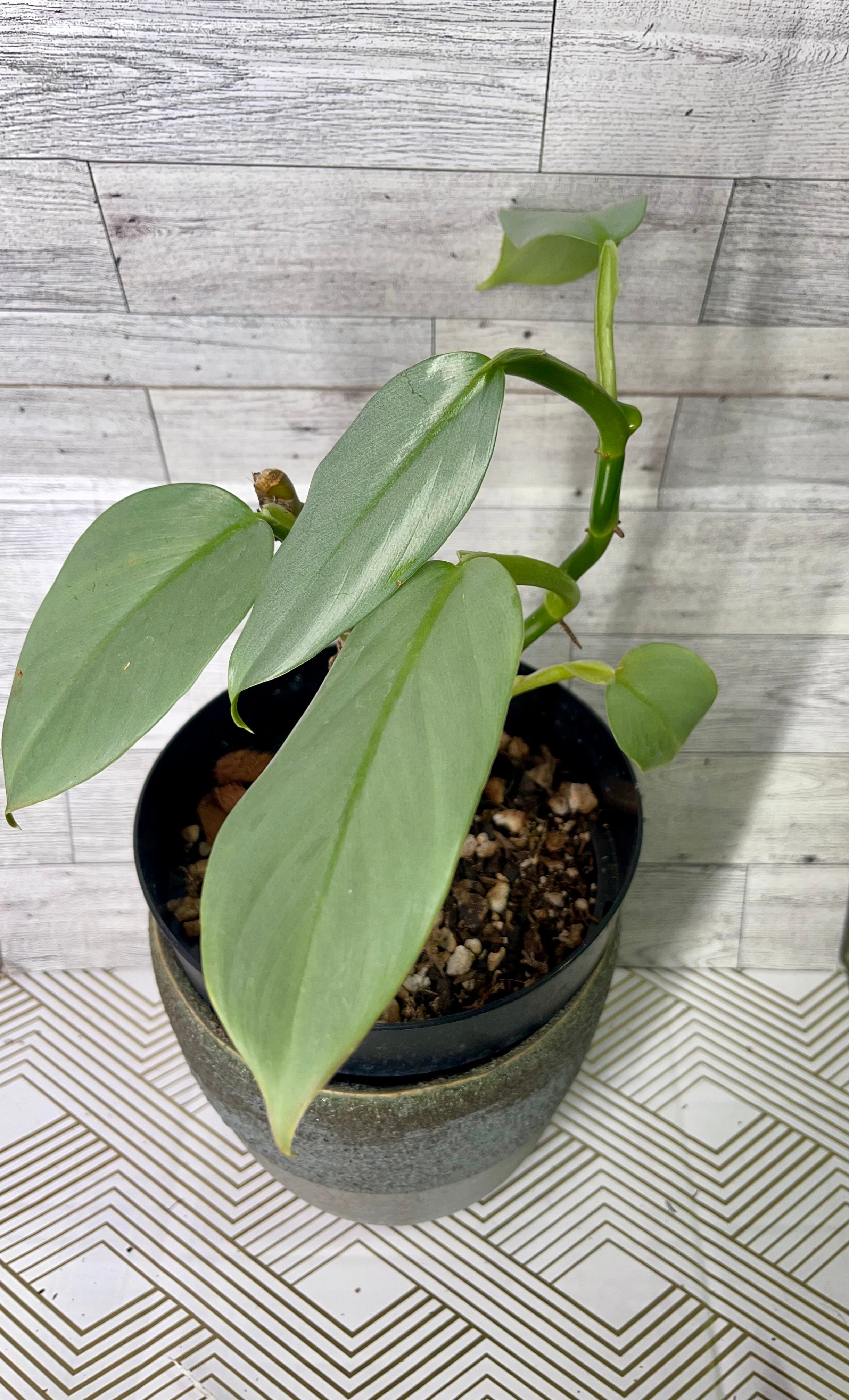 Philodendron Silversword
