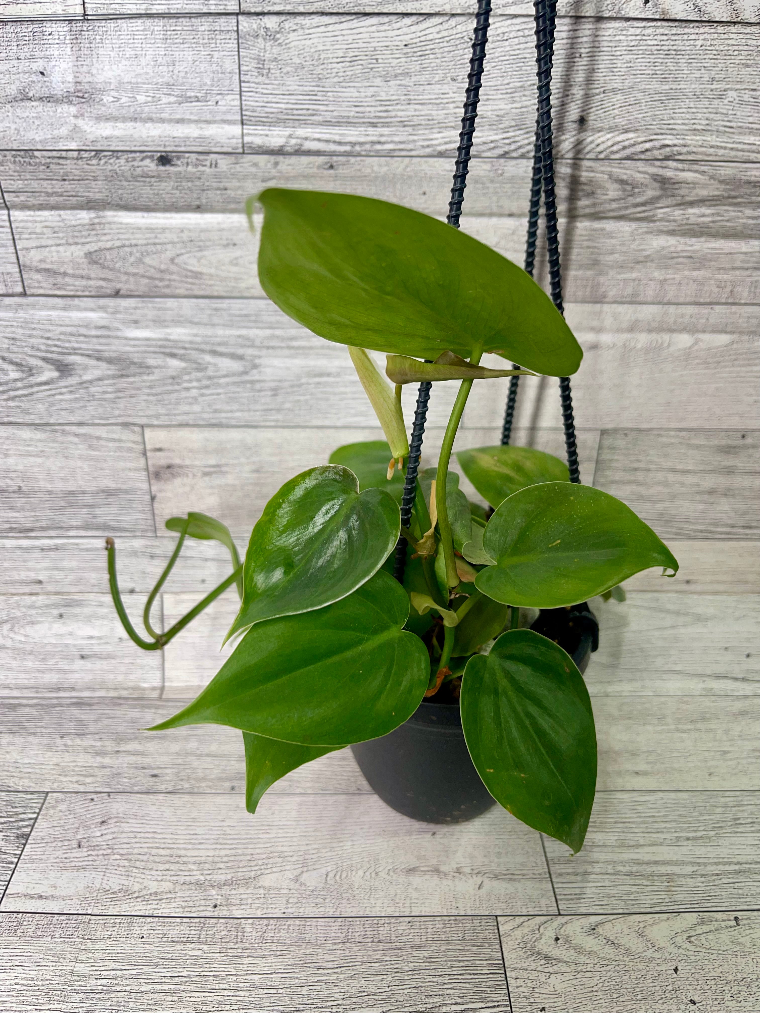 Philodendron Hederaceum (Heartleaf)