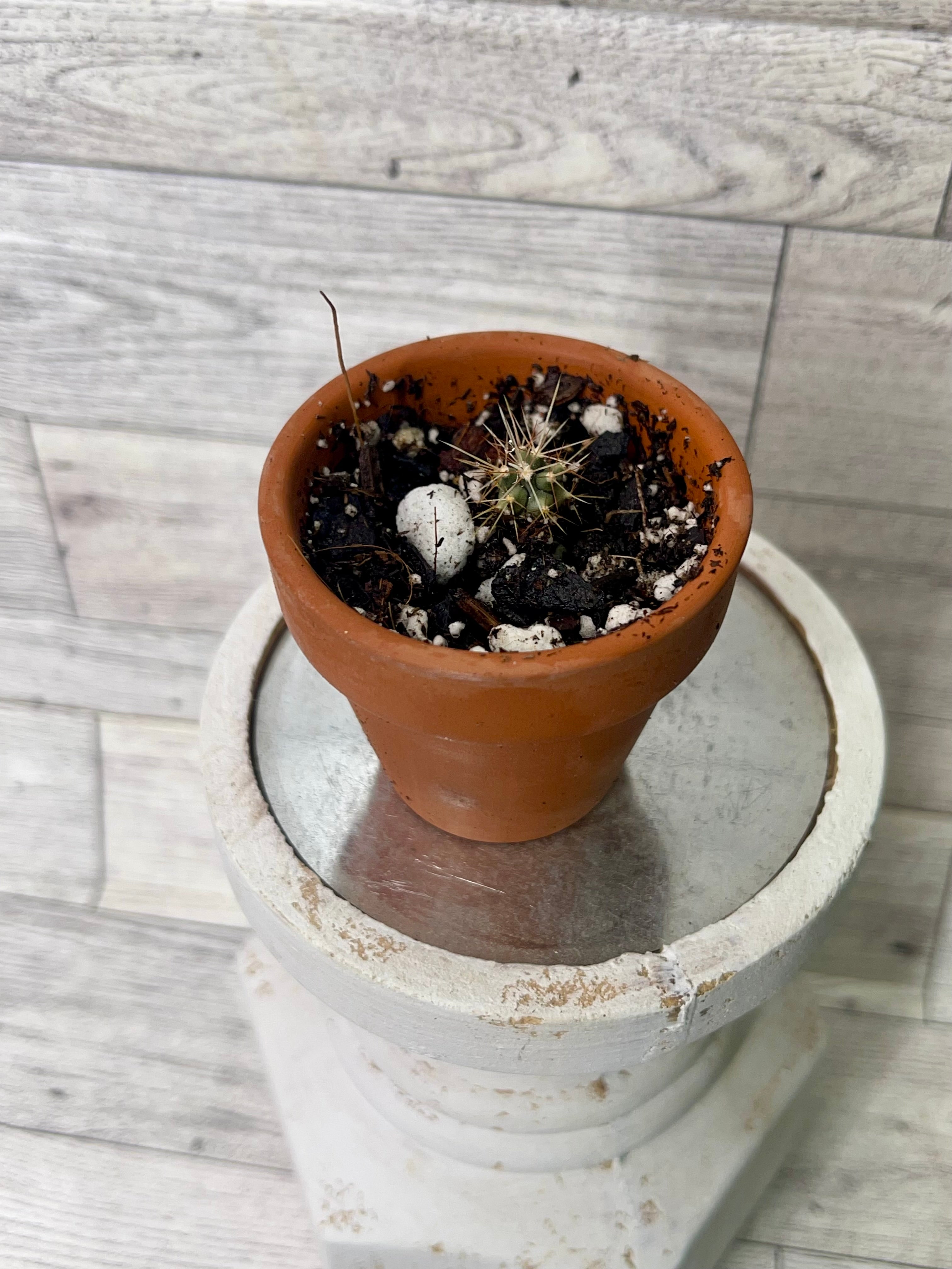 Assorted Cacti from seed Grown by Squirrelly Foliage’s little Squirrell pup