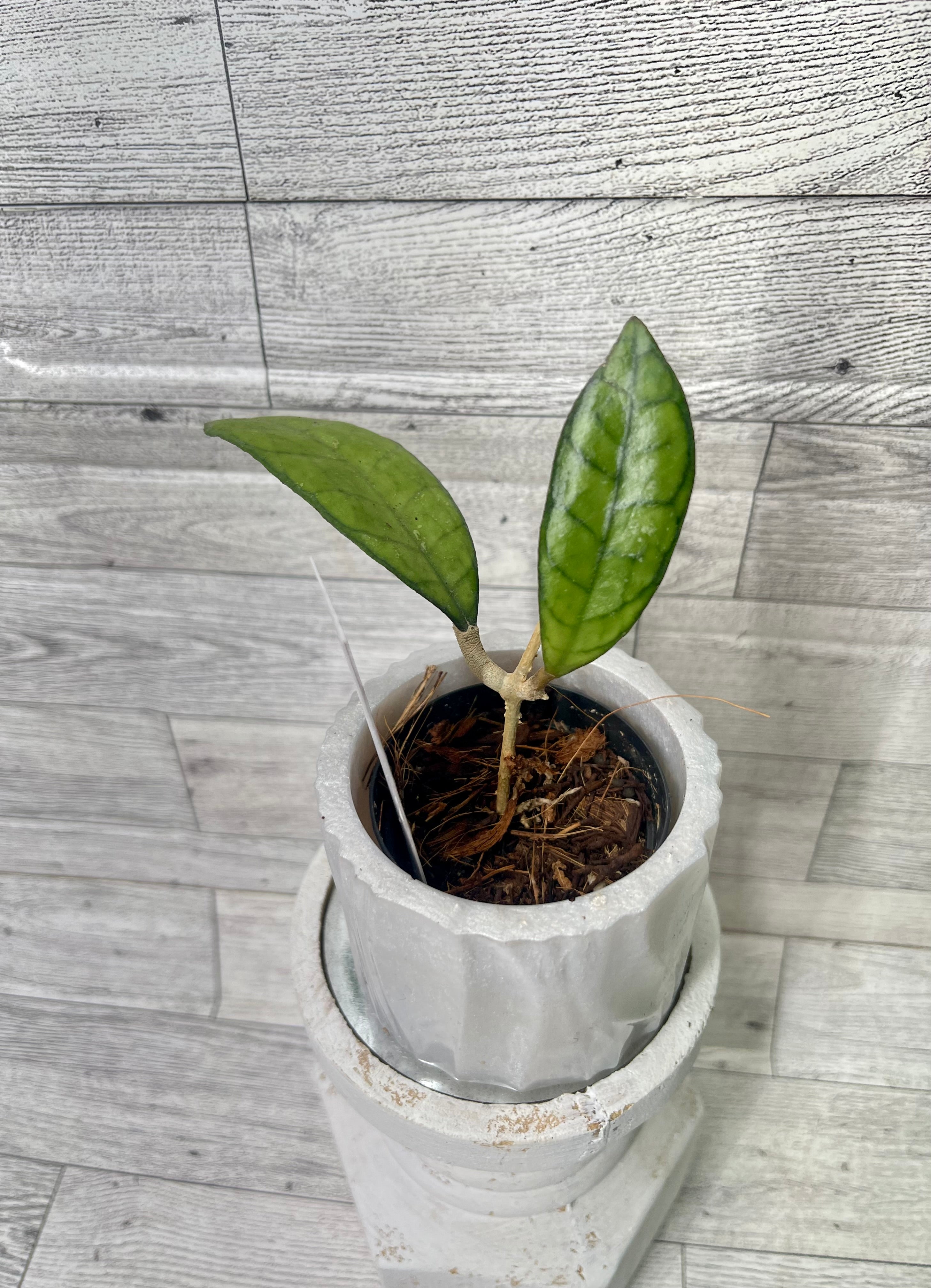 Hoya Finlaysonii Nova Splash