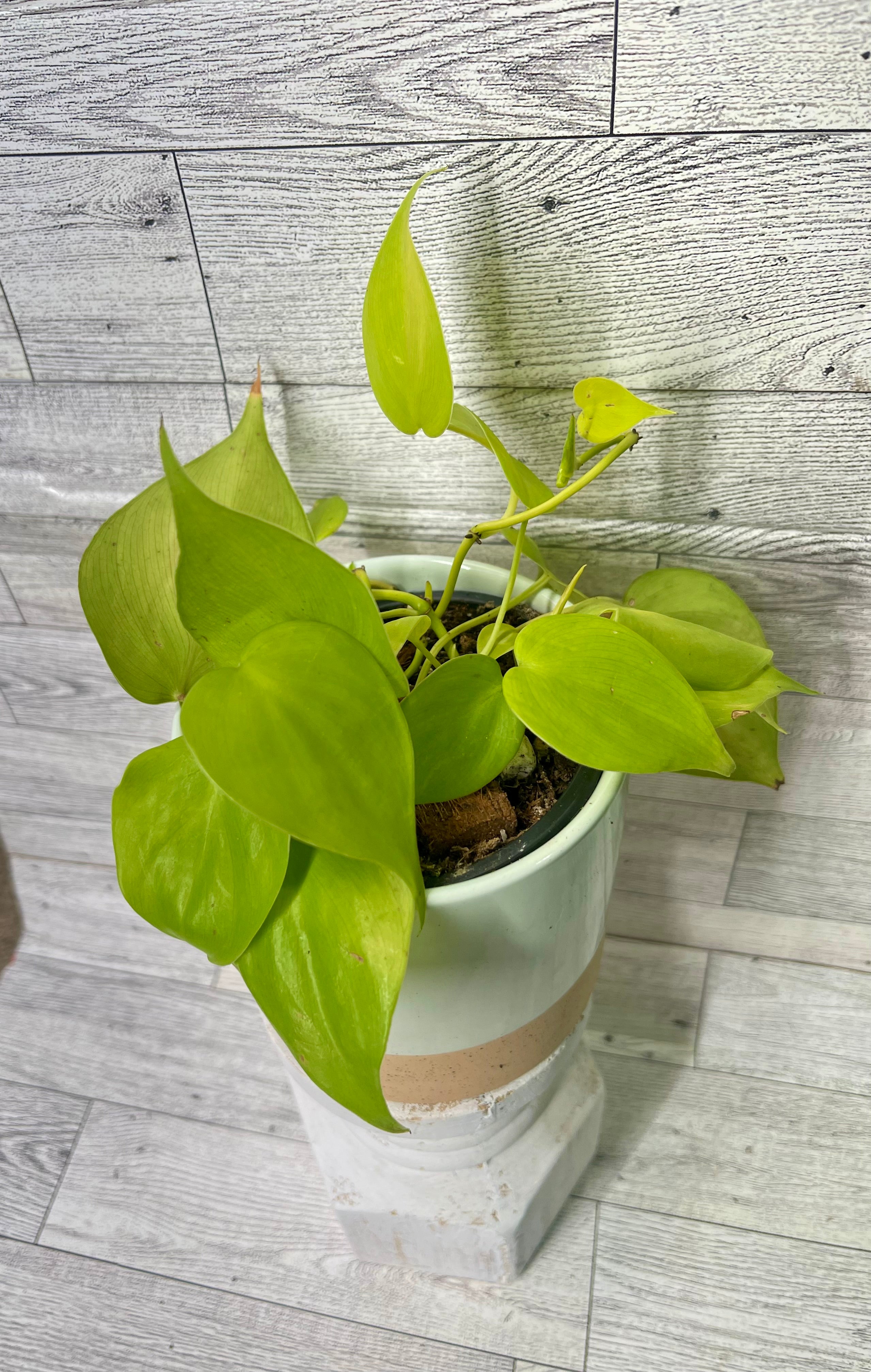 Philodendron Hederaceum Lemon Lime