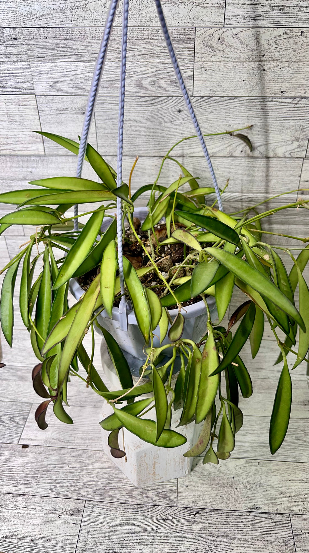 Hoya wayetii