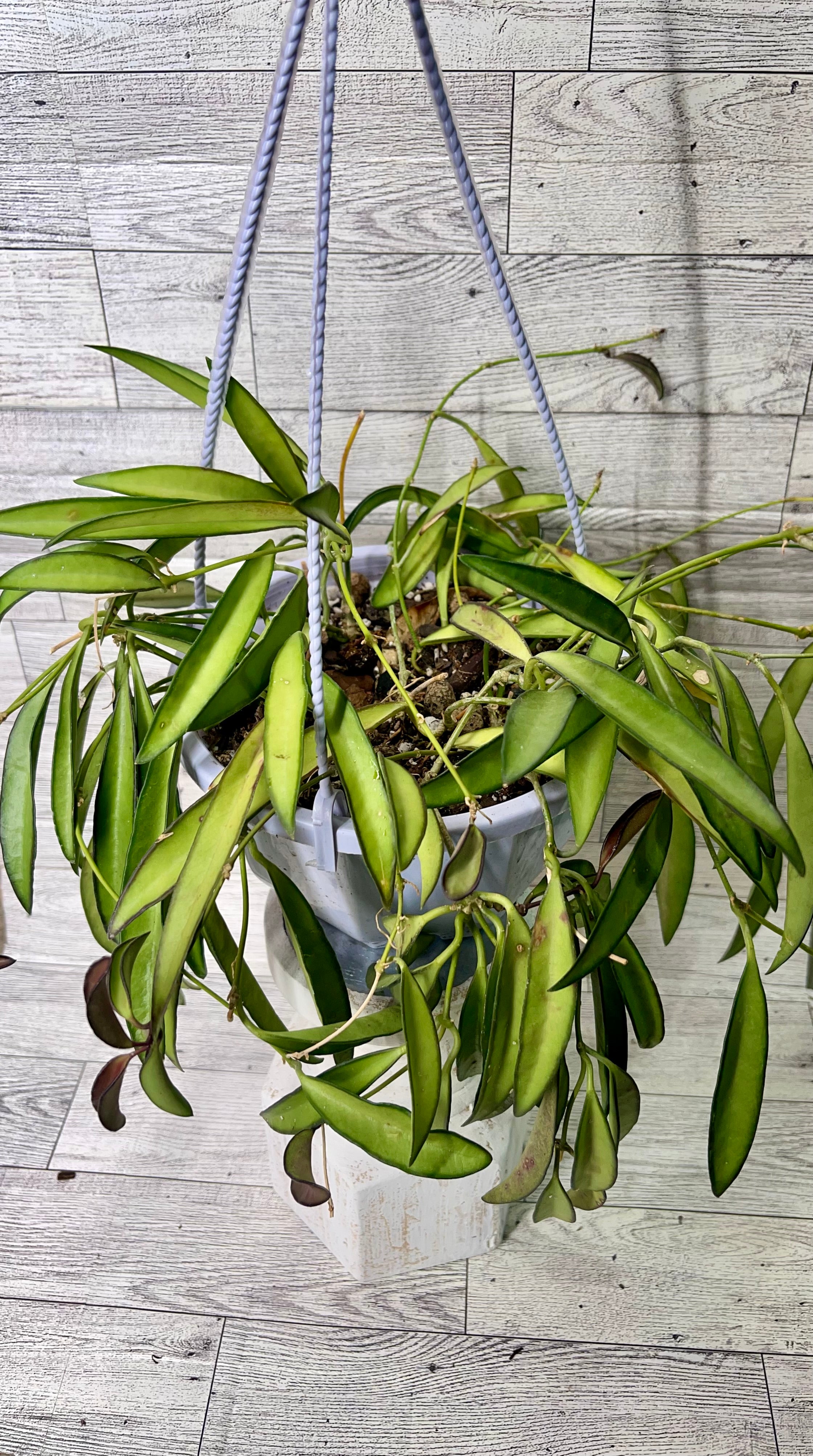 Hoya wayetii